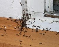 муравьви